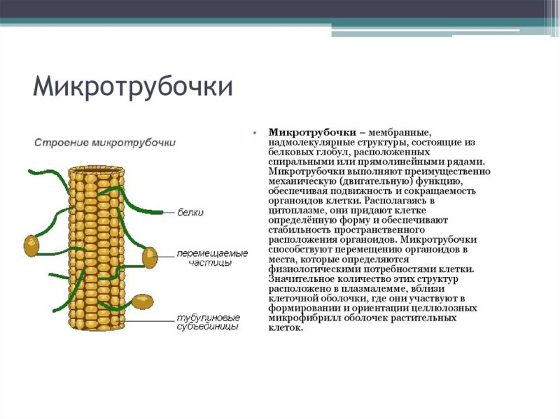 Микротрубочки легкие