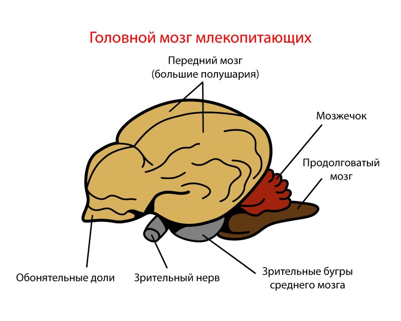 Отделы головного мозга млекопитающих