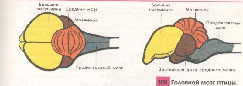 Схема строения мозга млекопитающих