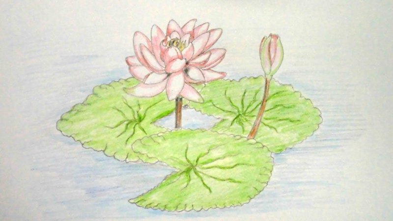 Кувшинка карандашом