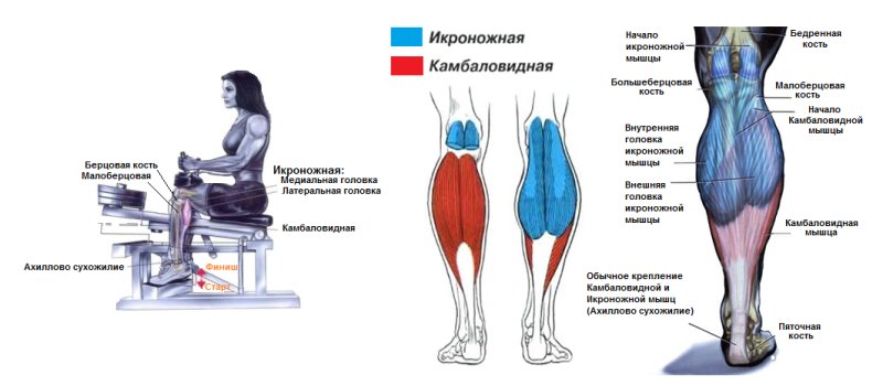 Камбаловидная мышца