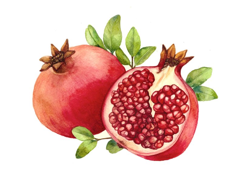 Гранат рисунок