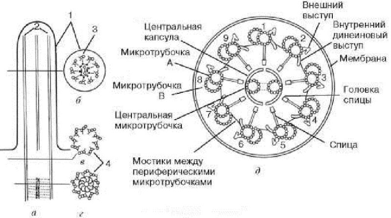 Строение ресничек и жгутиков клетки эукариот