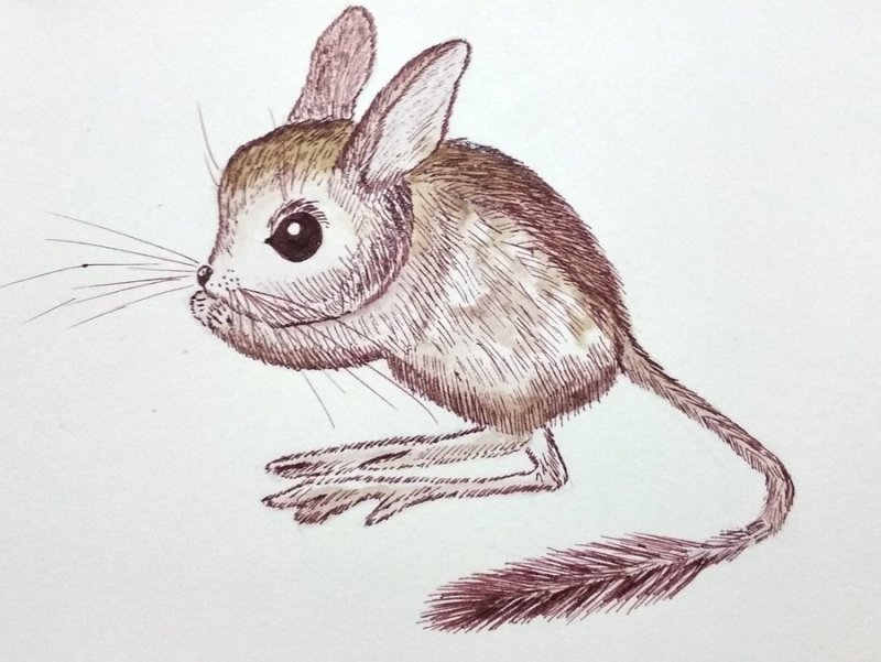 Тушканчик рисунок