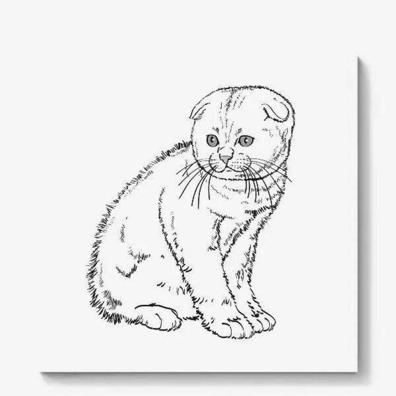 Вислоухая кошка раскраска