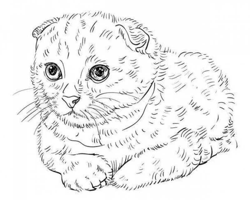 Британская вислоухая кошка раскраска