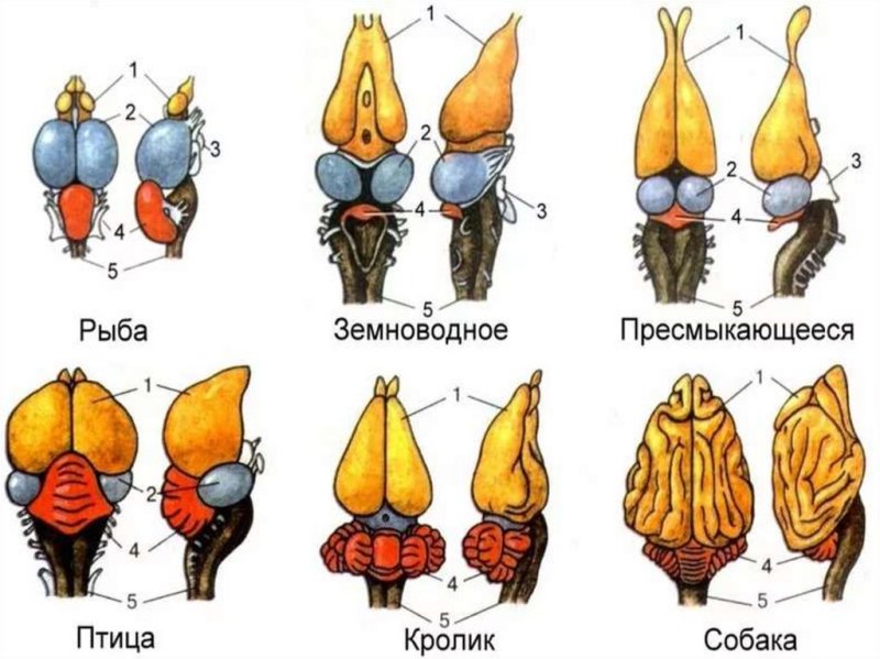 Строение головного мозга хордовых