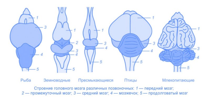 Отделы мозга земноводных и их функции