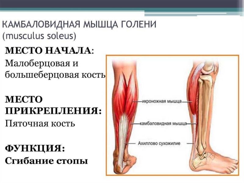 Камбаловидная мышца голени