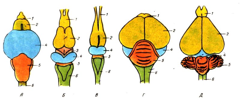 Эволюция головного мозга позвоночных схема