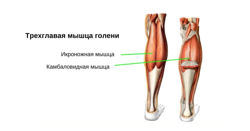 Трехглавая мышца голени