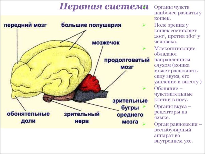 Отделы мозга млекопитающих 7
