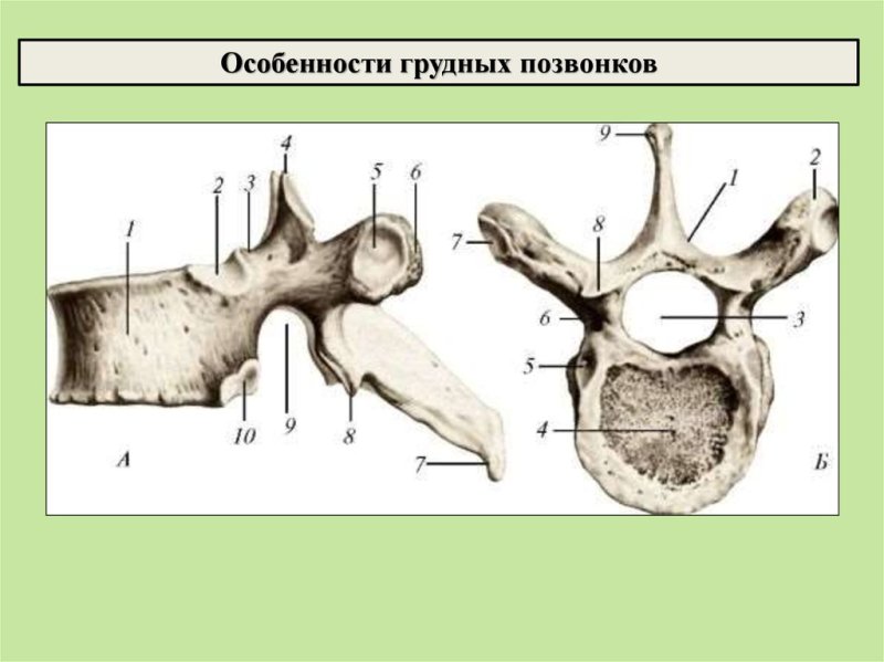 Восьмой грудной позвонок вид сбоку