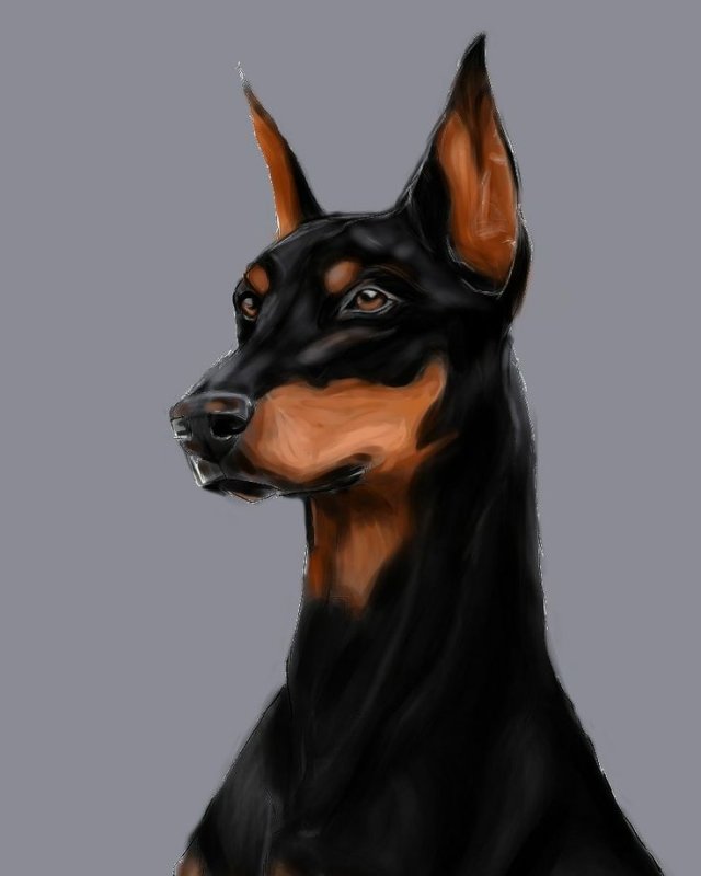 собака доберман