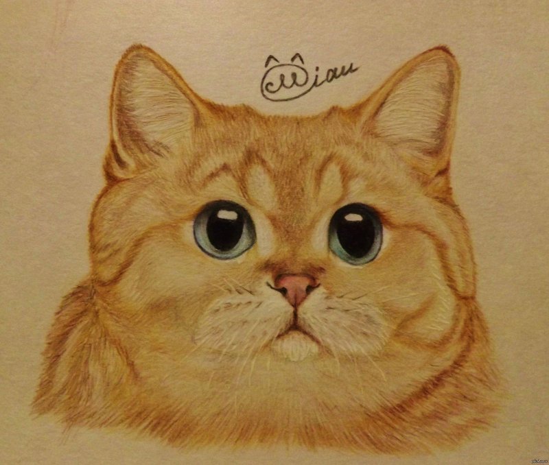 Рисунки котиков