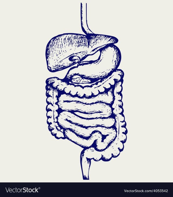 Пищеварительная система человека