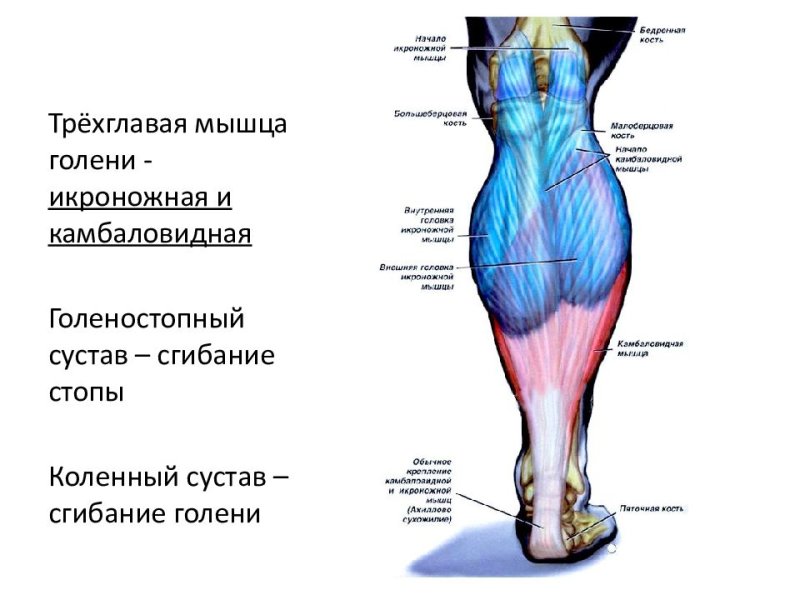 Анатомия камбаловидной мышцы