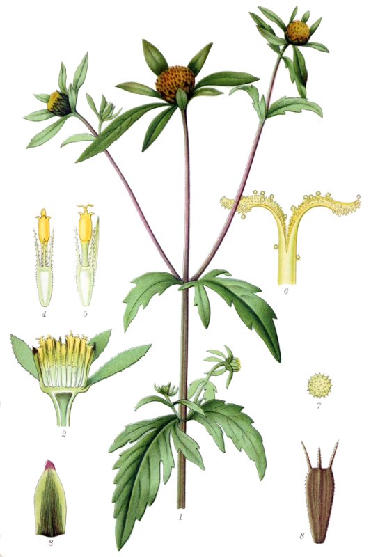Череда трехраздельная (Bidens tripartita)