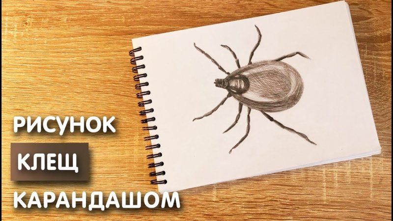 Рисунки животных карандашом для срисовки