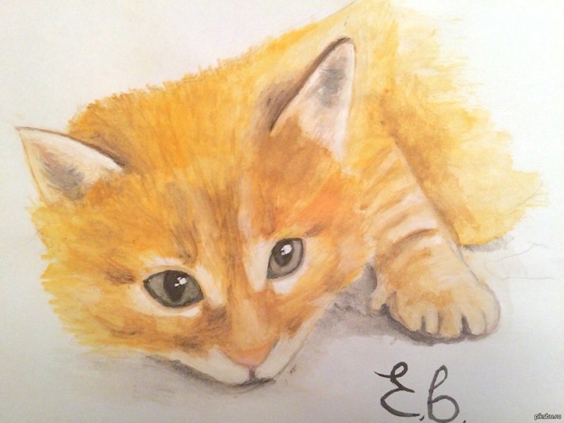 Кот рисунок