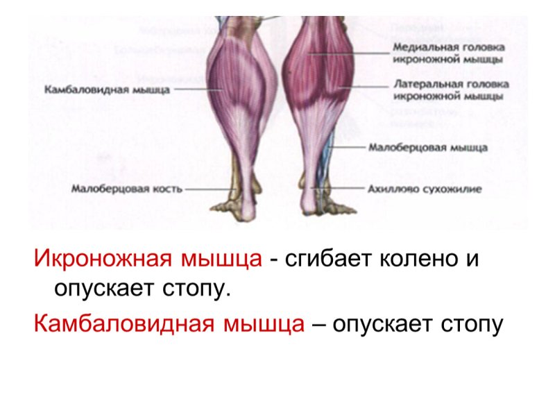 Камбаловидная мышца голени анатомия