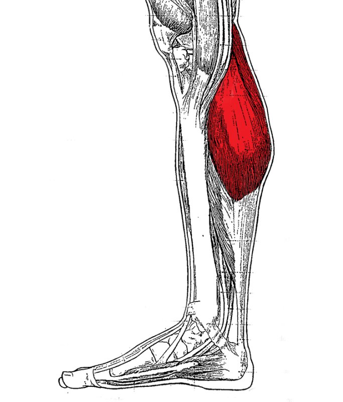 Камбаловидная мышца