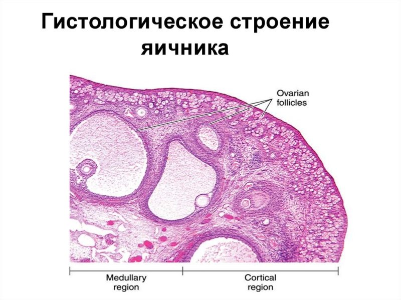 Яичник млекопитающего гистология