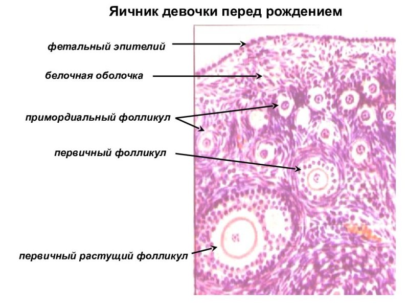Фолликул гистология препарат