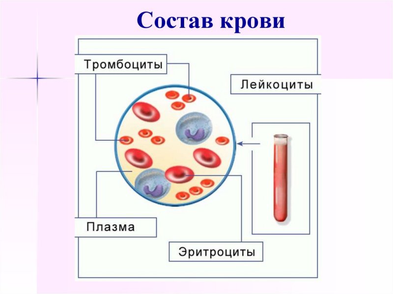 Состав крови