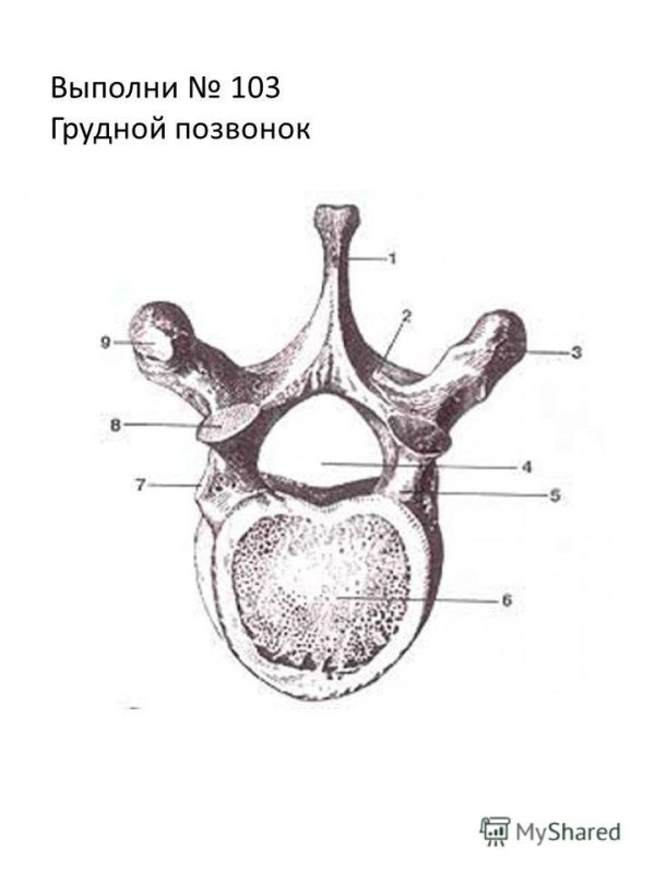 Строение грудного позвонка человека