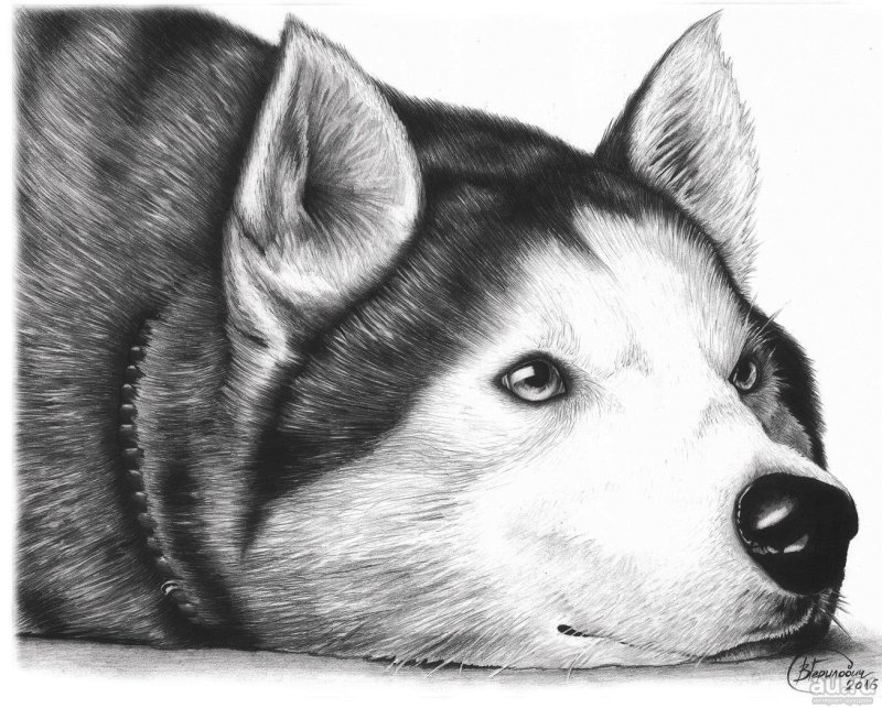 Рисунки карандашом собаки хаски