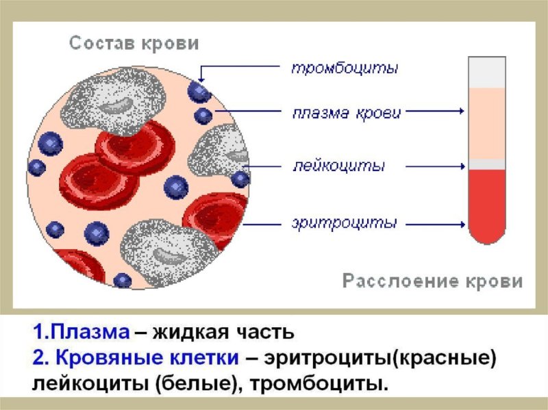 клетки крови эритроциты лейкоциты тромбоциты рисунок