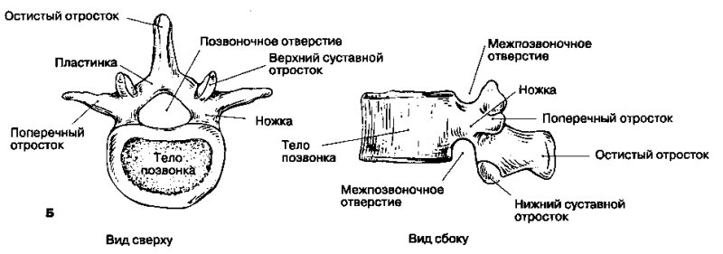Строение грудного позвонка вид сбоку