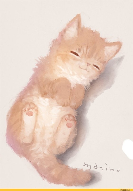 Котик арт