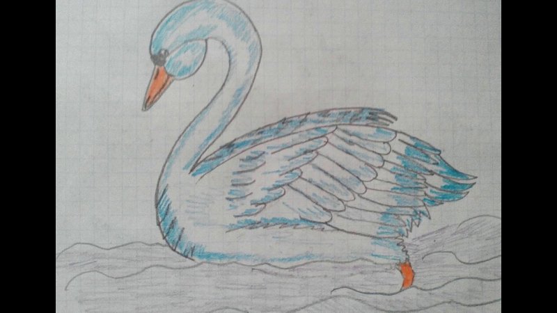 Лебедь рисунок карандашом