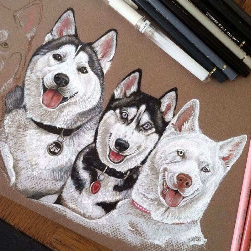 Хаски рисунок