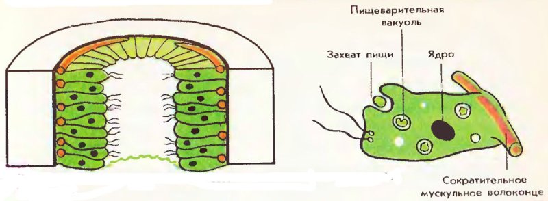 Строение внутреннего слоя клеток эктодермы гидры