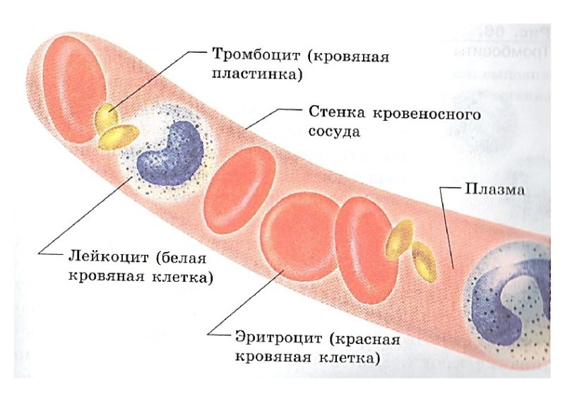 лейкоциты тромбоциты эритроциты