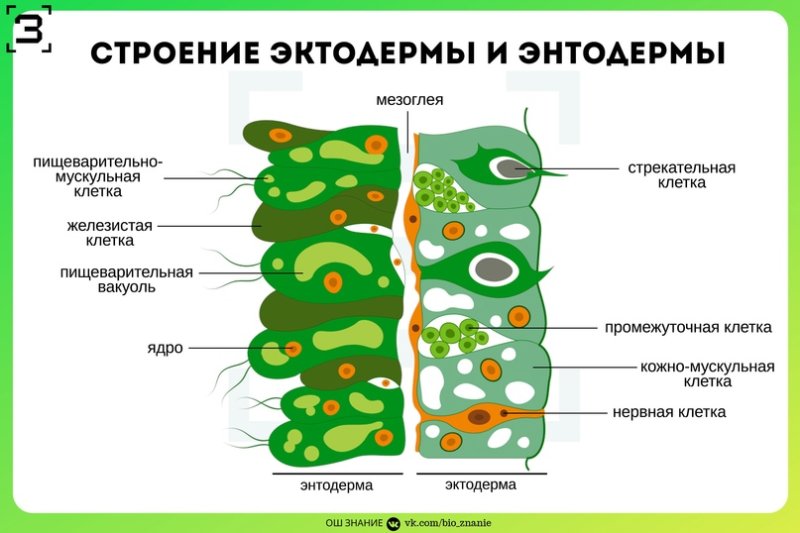 Строение клеток энтодермы гидры