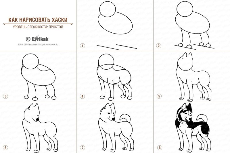 Схема рисования собаки