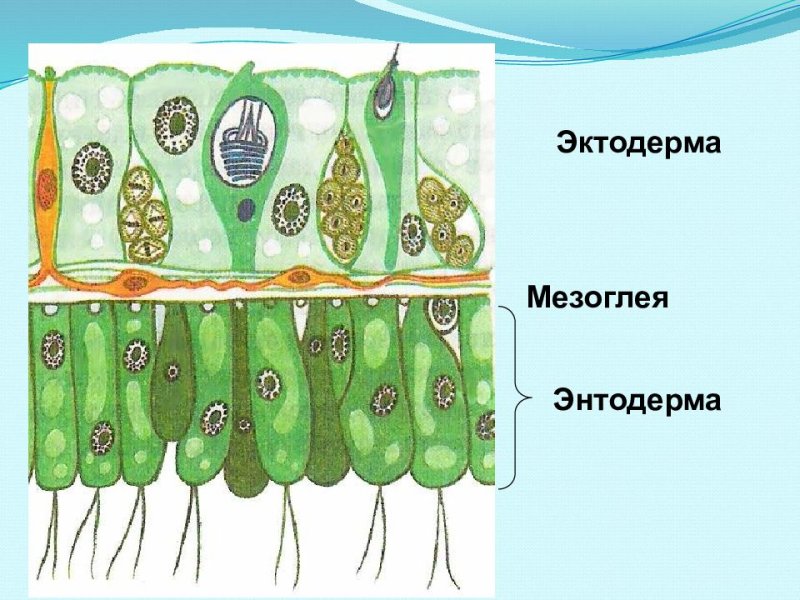 Энтодерма под микроскопом