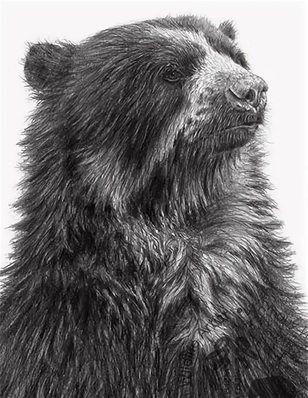 Шерсть медведя нарисовать