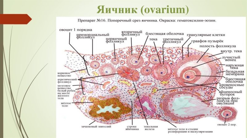 Структуры яичника гистология