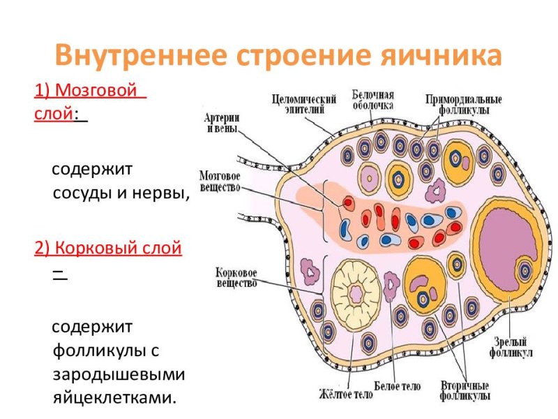 Белое тело яичника гистология
