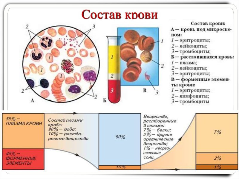 структуры форменных элементов крови человека