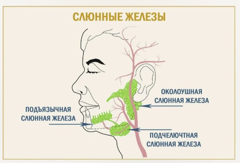 Слюнные железы строение расположение функции