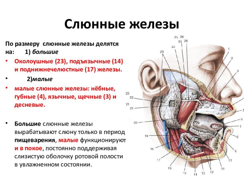 Слюнные железы строение анатомия