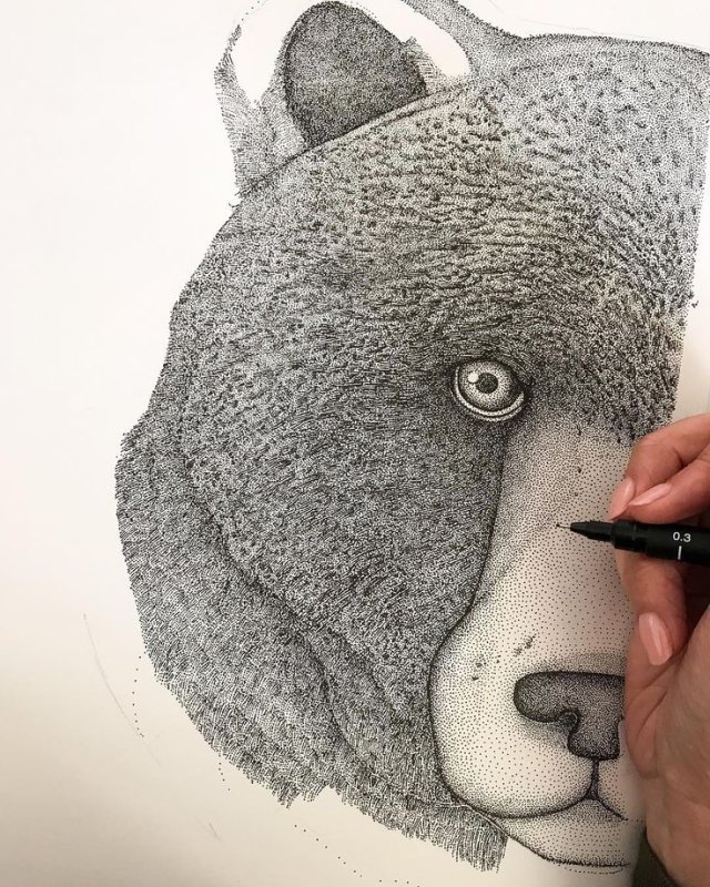 Медведь рисунок карандашом