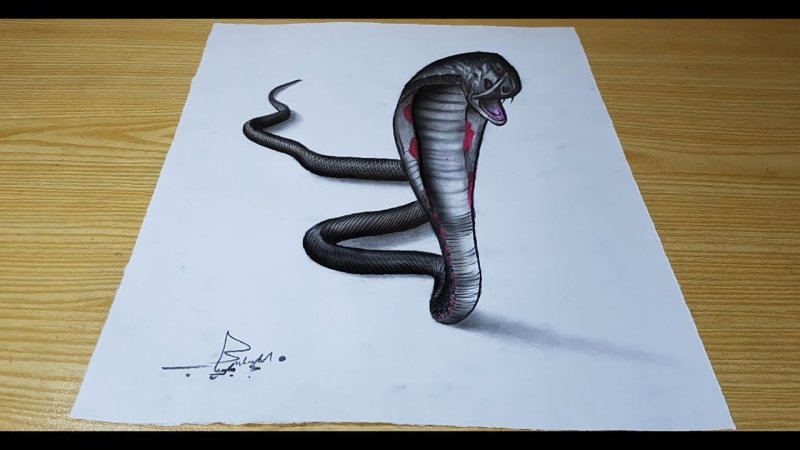 Рисунок змеи карандашом для срисовки