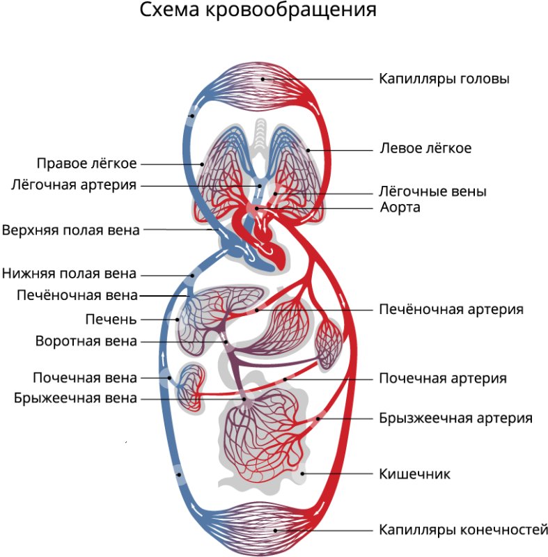 Сердце анатомия малый и большой круг кровообращения